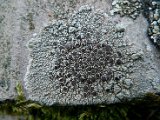 Lecanora campestris-2.jpg